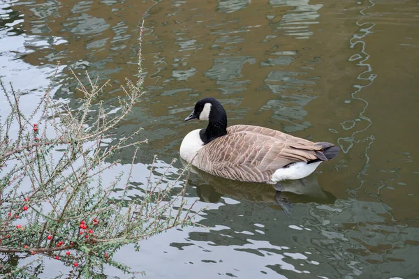 Ducks Flyter Camden Stad Regent Kanal London Storbritannien — Stockfoto