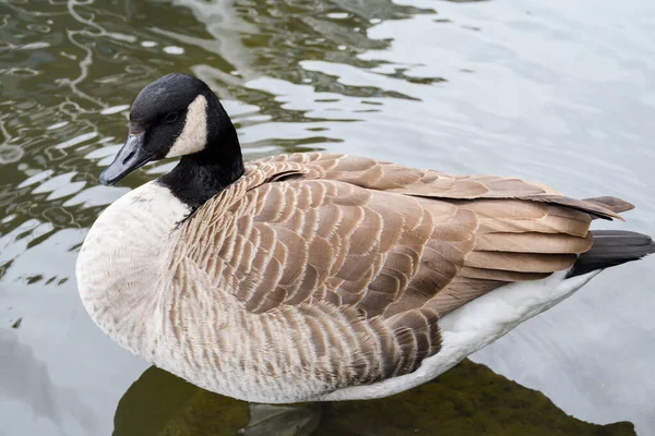 Enten Schwimmen Auf Dem Regent Kanal Camden London Großbritannien — Stockfoto