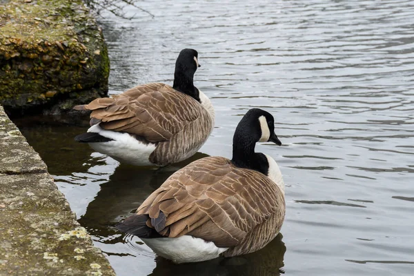 Enten Schwimmen Auf Dem Regent Kanal Camden London Großbritannien — Stockfoto