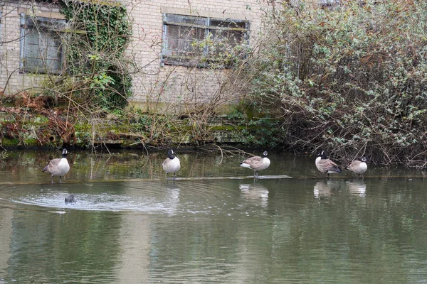 Ducks Flyter Camden Stad Regent Kanal London Storbritannien — Stockfoto