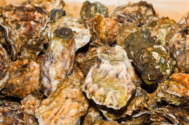 İstiridye, deniz veya tuzlu su habitatlarında yaşayan birkaç farklı tuzlu su bivanası yumuşakçasının yaygın adıdır..