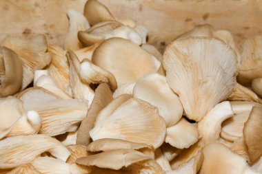 Satılık mantarlar. Yerel sonbahar ürünleri pazarda sergileniyor. Londra 'daki kasaba pazarı. Organik ve bio taze sağlıklı yeme konsepti. Sebzeler, sebzeler, onunkiler ve baharatlar