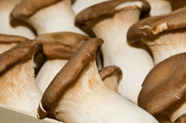 Satılık mantarlar. Yerel sonbahar ürünleri pazarda sergileniyor. Londra 'daki kasaba pazarı. Organik ve bio taze sağlıklı yeme konsepti. Sebzeler, sebzeler, onunkiler ve baharatlar