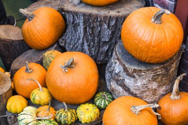 Cadılar Bayramı balkabağı yığını ya da karışım karışımı, yemek festivali sırasında, markette. Geniş çeşitlilikte balkabağı, satılık çeşitli tipler. Oyulmaya hazır, oyulmaya hazır değil