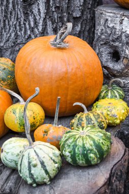 Cadılar Bayramı balkabağı yığını ya da karışım karışımı, yemek festivali sırasında, markette. Geniş çeşitlilikte balkabağı, satılık çeşitli tipler. Oyulmaya hazır, oyulmaya hazır değil