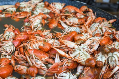 Haşlanmış kerevit, kızarmış kerevit. Kerevit ya da kerevit, balık pazarı yemek festivali sırasında kerevit babalar. Büyük bir tavada pişirilmek