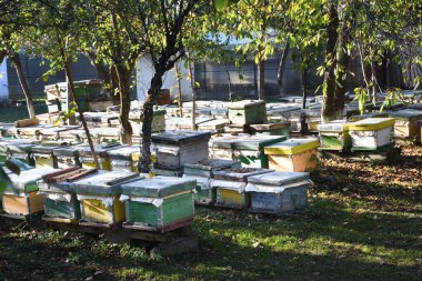 Kırsal bir bahçede, ağaçlar ve çimenler arasında arı kovanları.