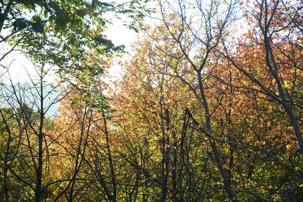 Bomen Heuvels Landschap Herfst Seizoen Concept Geel Bruin Bladeren Stralen — Stockfoto