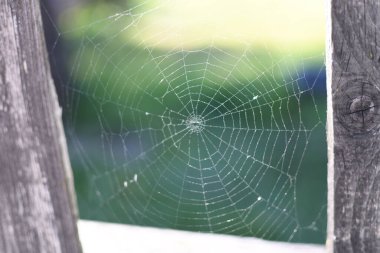 Kır tarafındaki çitin üzerinde bir örümcek ağı. Arka planda yeşil çimenler, kırsal alan. Örümcek yok. Cadılar Bayramı ürkütücü konsepti. Dışarıda, bahçede doğal bir ortam.