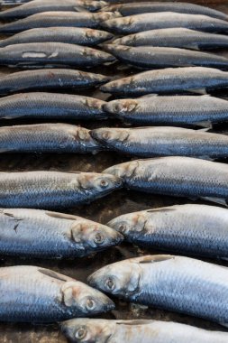 Izgara tahtasında taze çiğ balık, deniz ürünleri festivali sırasında, sokak yemekleri pazarında. Kızıl deniz levreği, alabalık, kılıç balığı, çeşitli deniz ürünleri çeşitleri yakın çekim, üst manzara. Balığın tamamı ızgarada pişmemiş.
