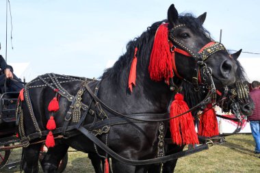 Ülke fuarı sırasında kırmızı madalyalı siyah dağ atları