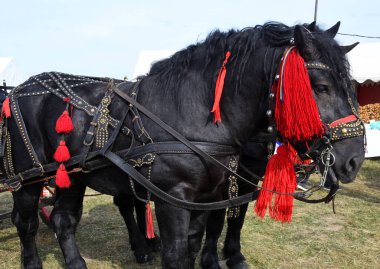 Ülke fuarı sırasında kırmızı madalyalı siyah dağ atları
