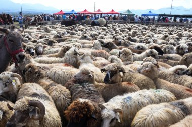 Sheepfold view from above or closeup. Cute portrait of male sheep looking at the camera. Hipster sheep bad ass fur animal for sale during country fair market.Beautiful animal shepherd's festival rural