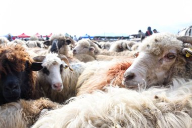 Sheepfold view from above or closeup. Cute portrait of male sheep looking at the camera. Hipster sheep bad ass fur animal for sale during country fair market.Beautiful animal shepherd's festival rural