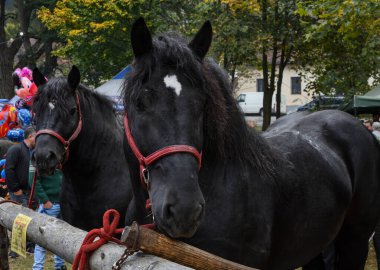 Alnında beyaz yıldız olan siyah at, çiftçi pazarında satılık iyi şans demektir.