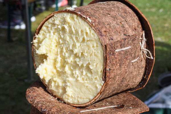 Branza de burduf, traditional sheep's milk cheese from south of Transilvania, Romanian specialty cheese, yellow round shape goat cheese balls homemade, tree bark covering, colored napkin