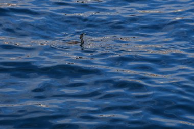 Ördekler gölde yüzüyor.