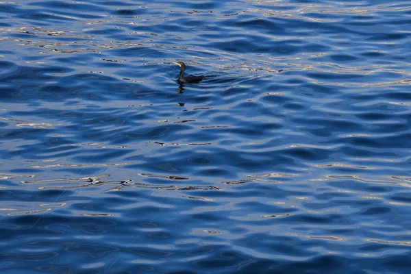 Patos Nadando Lago — Fotografia de Stock