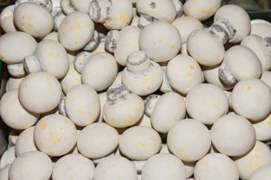 Çikolata kaplı fındık ve tohumlar, tam çerçeve, izole arka plan