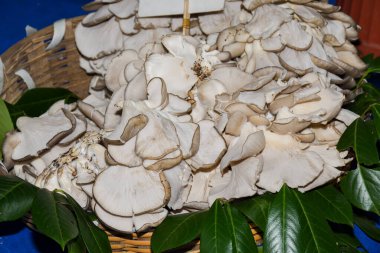Pleurotus ostreatus, the pearl oyster mushroom or tree oyster mushroom, is a common edible mushroom. clipart