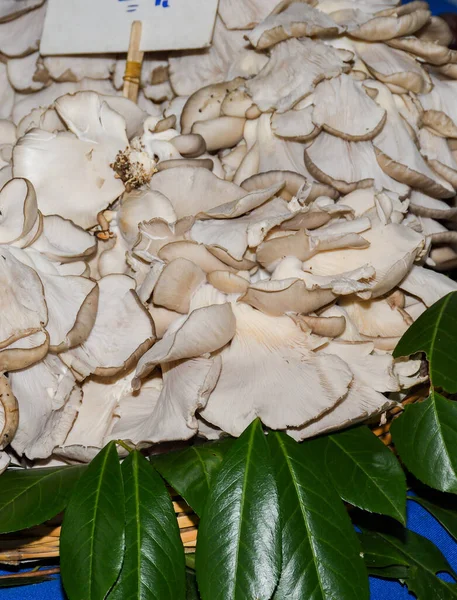 Pleurotus ostreatus, the pearl oyster mushroom or tree oyster mushroom, is a common edible mushroom.