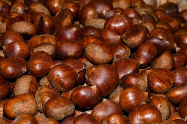 Ripe Chestnuts Close Raw Chestnuts Christmas Fresh Sweet Chestnut Castanea — Stock Photo, Image