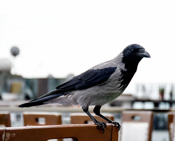 Corvo Uma Ave Gênero Corvus Mais Amplamente Sinônimo Todo Corvus — Fotografia de Stock