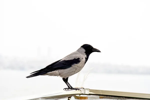 Cuervo Ave Del Género Corvus Más Ampliamente Sinónimo Todo Corvus — Foto de Stock