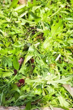 Salata, arka plan, roka ya da roka karışımı güneş ışığında yeşillikler. Taze sağlıklı yeme konsepti