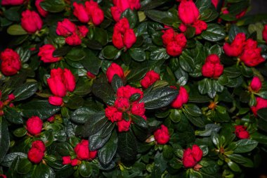 Çiçekler çiçek pazarında, buket düzenlemesi Anneler Günü, Kadınlar Günü, Sevgililer Günü, doğum günü gibi kutlamalar için ideal.