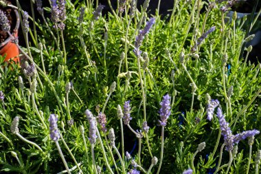 Çiçekler çiçek pazarında, buket düzenlemesi Anneler Günü, Kadınlar Günü, Sevgililer Günü, doğum günü gibi kutlamalar için ideal.