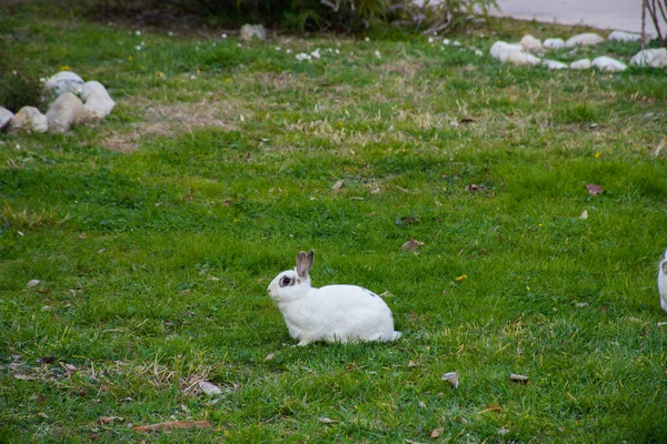 Small white cute bunny in the garden grass. Funny domestic animal, Easter symbol and nice gift for kids
