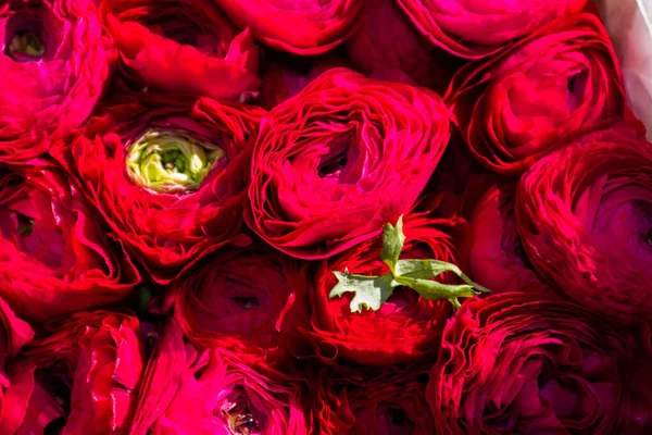 Fiori Mercato Dei Fiori Bouquet Disposizione Ideale Feste Come Festa — Foto Stock