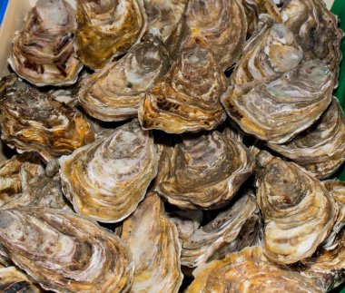 Tezgahtaki istiridyeler marketteki tahta kutuların içinde. Deniz ürünleri pazarında satılık istiridye. Balık pazarı taze istiridye dolu. Taze istiridyeler seçici odaklanma sağlar. Yakın çekim..