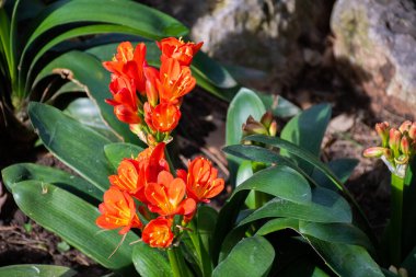 Doğal çiçekli arka plan, bahar ve yaz süslemeli bahçe çalı