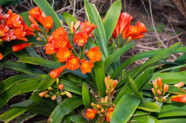 Doğal çiçekli arka plan, bahar ve yaz süslemeli bahçe çalı