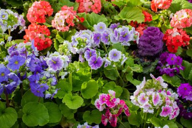 Doğal çiçekli arka plan, bahar ve yaz süslemeli bahçe çalı