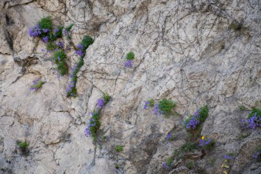 Monaco Monte Carlo 'nun egzotik bahçesinde çiçekler ve bitkiler
