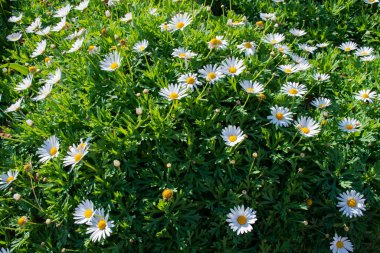 Monaco Monte Carlo 'nun egzotik bahçesinde çiçekler ve bitkiler