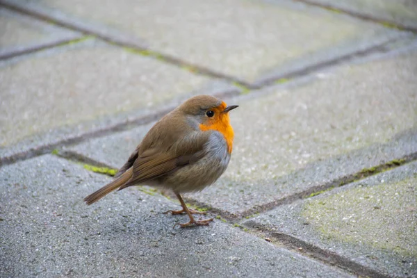 Robin Europeu Conhecido Simplesmente Como Robin Robin Redbreast Nas Ilhas — Fotografia de Stock