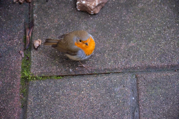 Robin Europeu Conhecido Simplesmente Como Robin Robin Redbreast Nas Ilhas — Fotografia de Stock