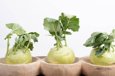 Üç parça kohlrabi sebzesi, basit sarı arkaplanda, kopyalama alanı ile izole edilmiş. Lahana ve turp familyasından yeşil yapraklı sebzeler, bahçede yetişen biyolojik ve organik bitkiler.