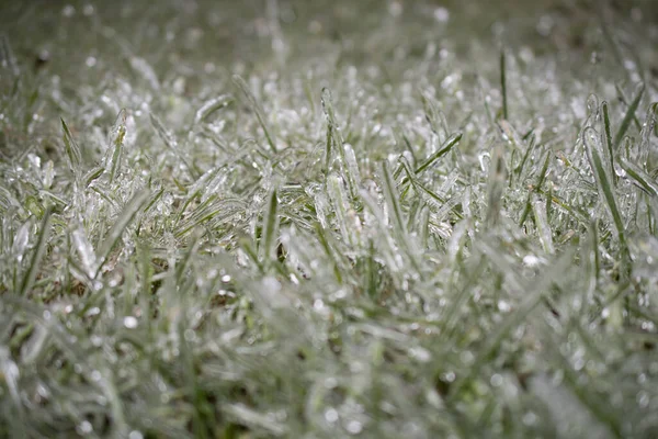 Green Grass Morning Frost Sunlight Garden Frozen Grass Meadow Sunrise — Stock Photo, Image