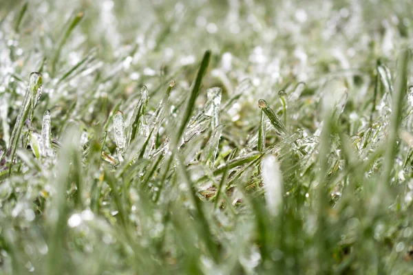 朝の霜と庭の日差しのある緑の草 日の出の牧草地の凍った草 抽象的な自然の背景のための植物 春の日 春または秋の霜の冬の小麦の若い芽 — ストック写真