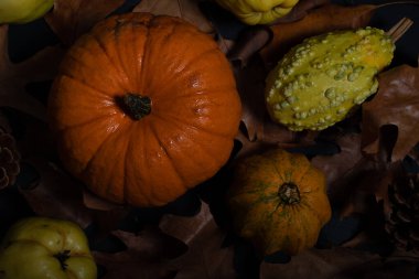 Sonbahar yaprakları ve meyvelerle sonbahar balkabağı karartılır.