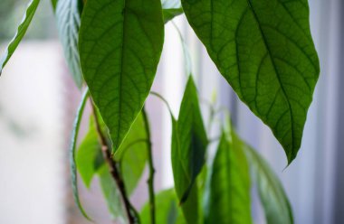 Yeşil yapraklar arka plan. Yaprak dokusu, yeşil taze yaprak damarları makro doku arka plan