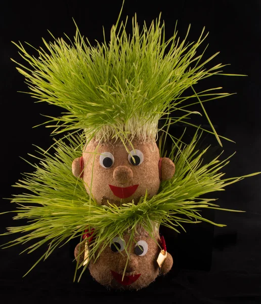 Germinated wheat, a tradition of Saint Andrews Day. Handmade doll stuffed with wood shavings — Stock Image Germinated Wheat Tradition Saint Andrews Day Handmade Doll Stuffed Wood Stock Photo