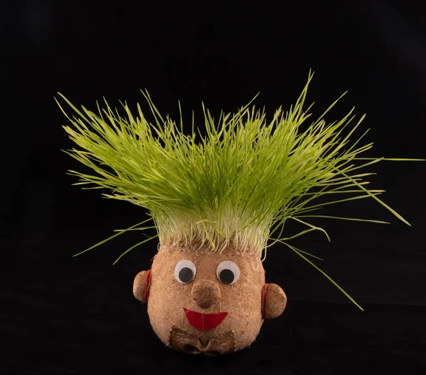 Germinated wheat, a tradition of Saint Andrews Day. Handmade doll stuffed with wood shavings — Stock Image Germinated Wheat Tradition Saint Andrews Day Handmade Doll Stuffed Wood Royalty Free Stock Images