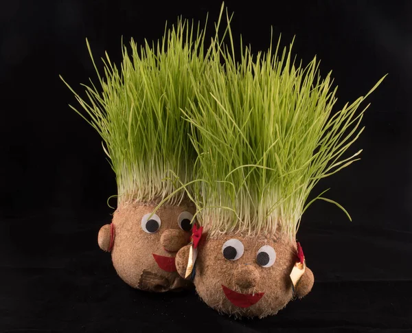 Germinated wheat, a tradition of Saint Andrews Day. Handmade doll stuffed with wood shavings — Stock Image Germinated Wheat Tradition Saint Andrews Day Handmade Doll Stuffed Wood Stock Picture