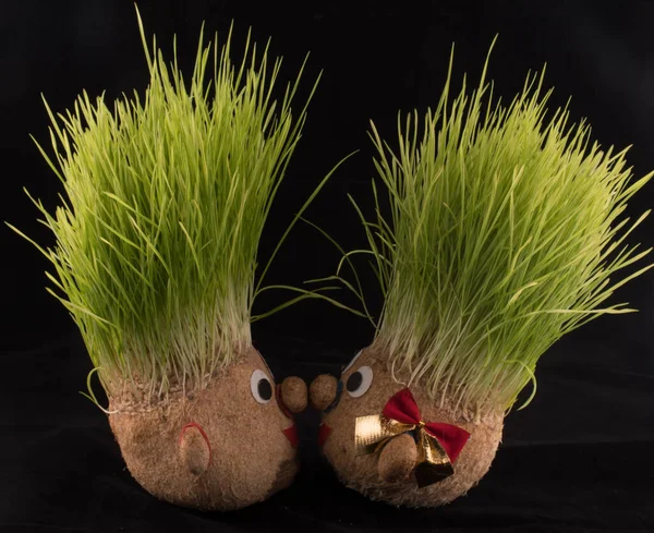 Germinated wheat, a tradition of Saint Andrews Day. Handmade doll stuffed with wood shavings — Stock Image Germinated Wheat Tradition Saint Andrews Day Handmade Doll Stuffed Wood Stock Image